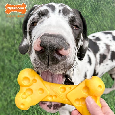 Nylabone dura chew cheese bone